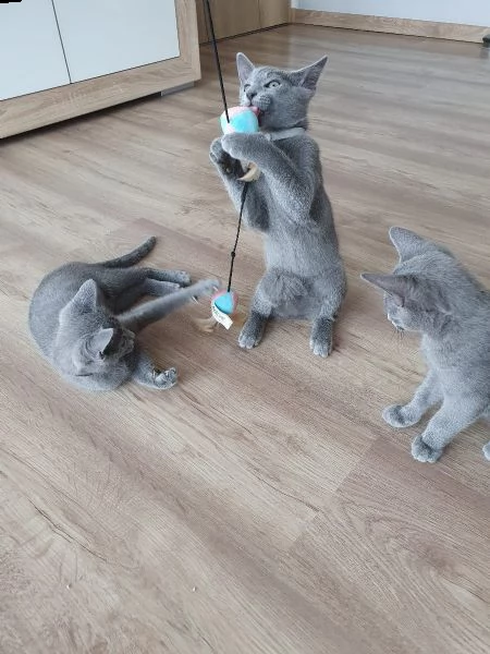 meravigliosi gattini blu di russia