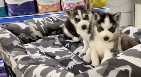 cuccioli siberian husky 