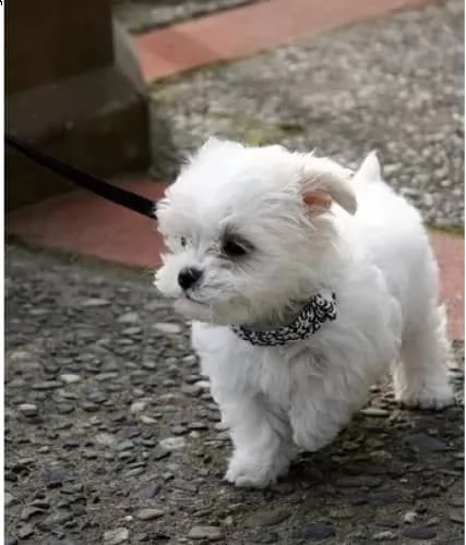 cuccioli maltese toy 