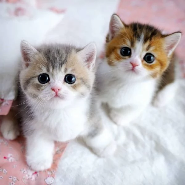 bellissimi gattini munchkin in adozione, i gattini sono molto sani intelligenti e giocherelloni gent