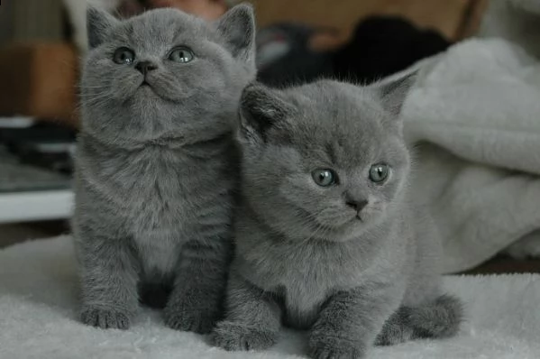 bellissimi gattini british shorthair in adozione, i gattini sono molto sani intelligenti e giocherel