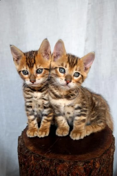 2 bellissimi gattini bengala in adozione, i gattini sono molto sani intelligenti e giocherelloni gen