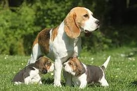 bellissimi cuccioli di beagle in adozione, i cuccioli sono molto sani intelligenti e giocherelloni g