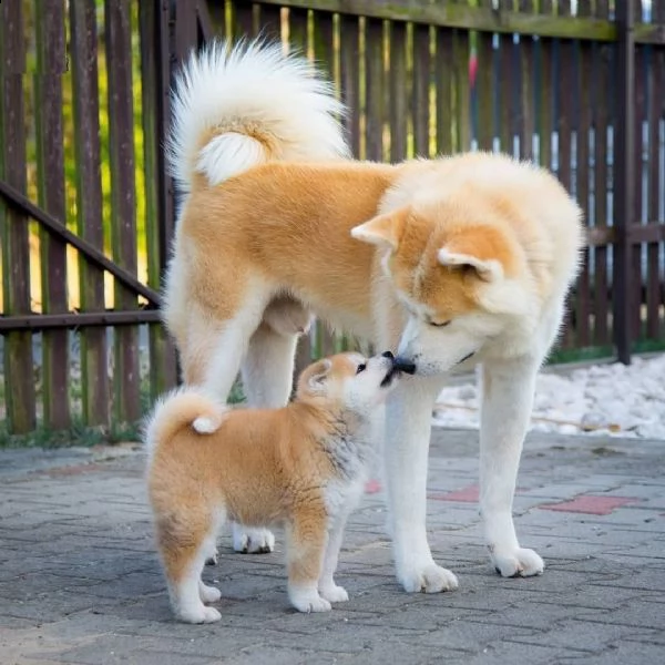 bellissimi cuccioli di shiba inu in adozione, i cuccioli sono molto sani intelligenti e giocherellon