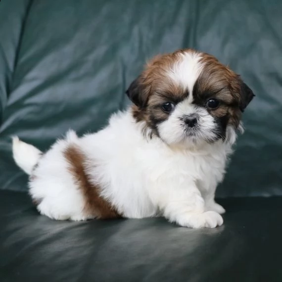 bellissimi cuccioli di shitzu in adozione, i cuccioli sono molto sani intelligenti e giocherelloni g