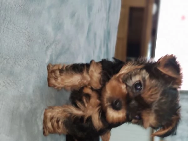 cucciolo di york shire terrier