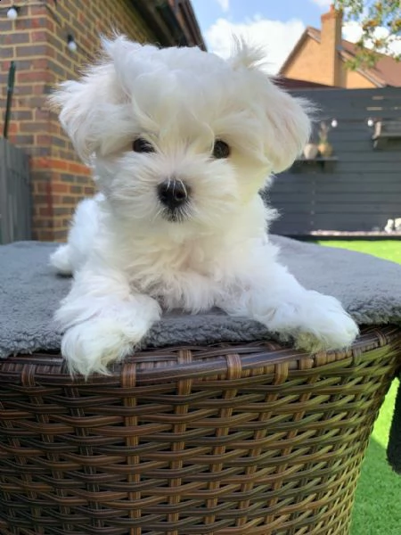 maltese cuccioli toy