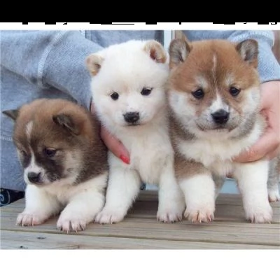 email : ameliajefferson80[at]gmail[.com] disponibili per adozione cuccioli akita inu, molto taglia piccol