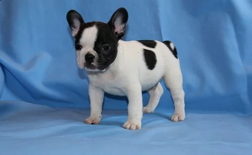 cuccioli adorabili del cucciolo maschio e femminile del bulldog francese per approvazione i cuccioli