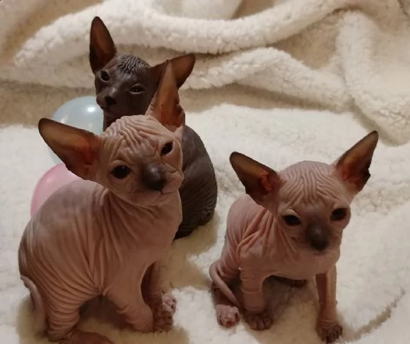gattini sphynx