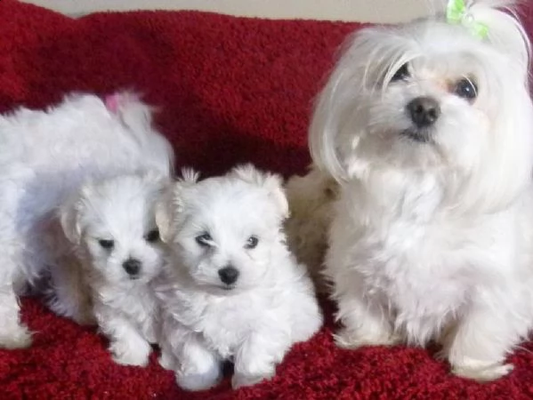 cuccioli di maltese
