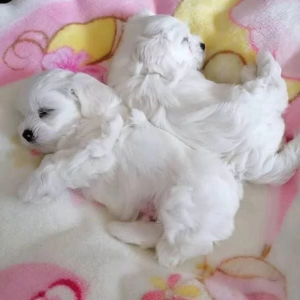 cuccioli maltesi