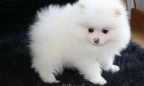 pomeranian toy