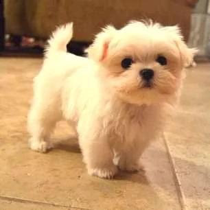 cuccioli di maltese taglia piccola 