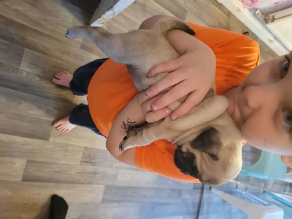 cuccioletto di carlino