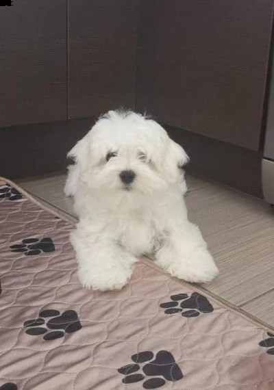 bellissimi cuccioli maltesi in adozione | Foto 2