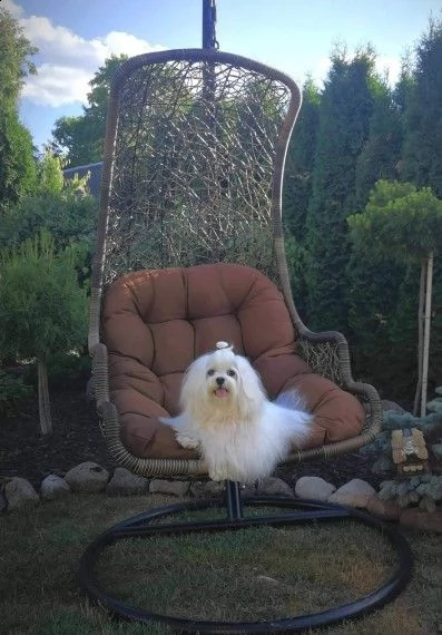 bellissimi cuccioli maltesi in adozione | Foto 1