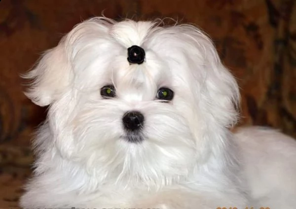 bellissimi cuccioli maltesi in adozione | Foto 0