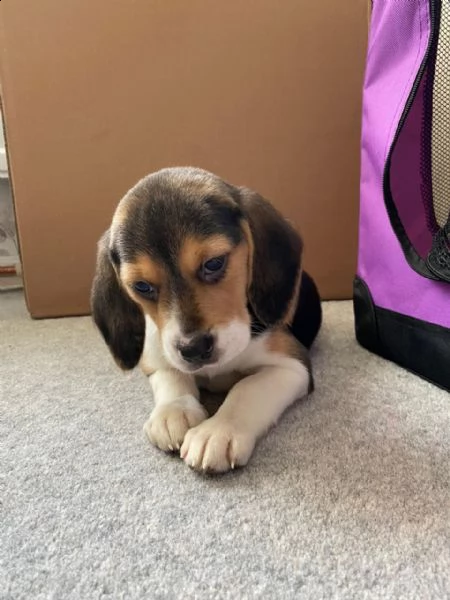 cucciolo di beagle