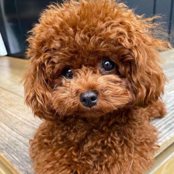 cuccioli barboncino toy