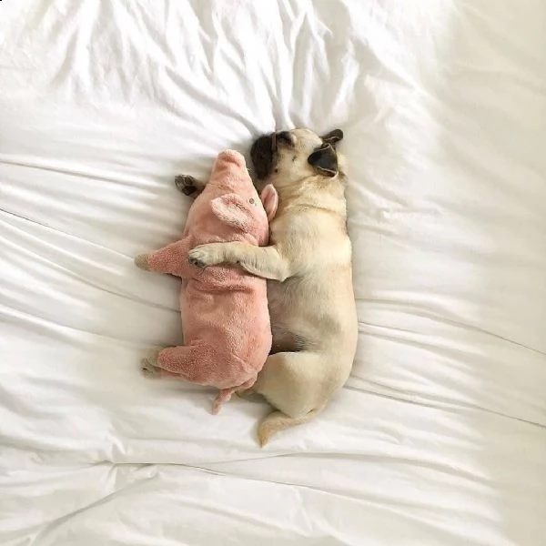 cuccioli carlino mini