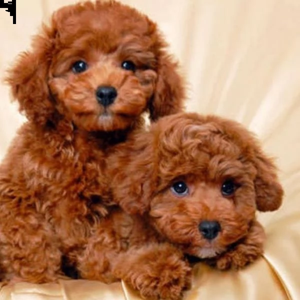 cuccioli pomeranian toy!! | Foto 0