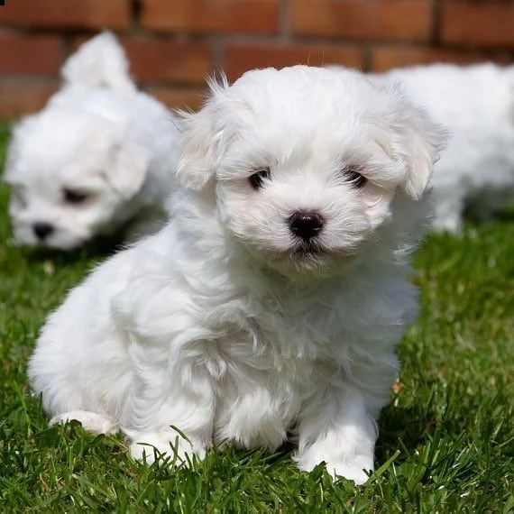 cuccioli maltese toy...