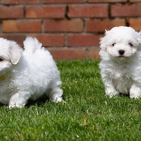 cuccioli maltese toy... | Foto 0