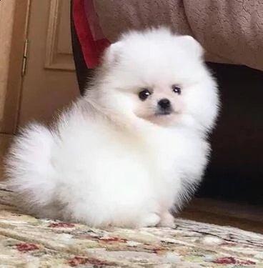 regalo pomeranian (())