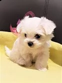 cucciolo di york shire mini toy 