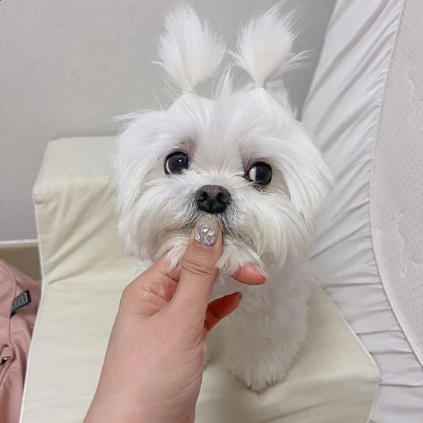 maltese mini | Foto 0