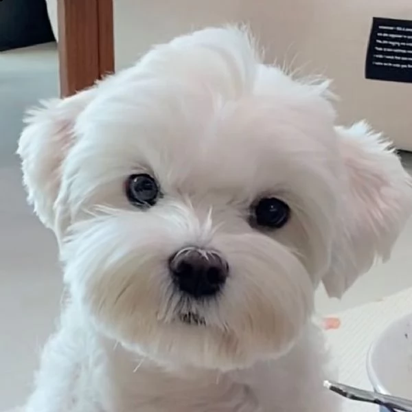 maltese  | Foto 0