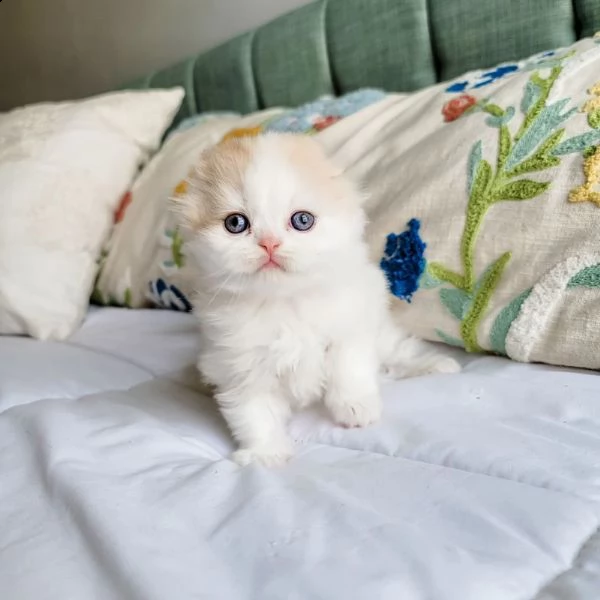 scottish fold and straight