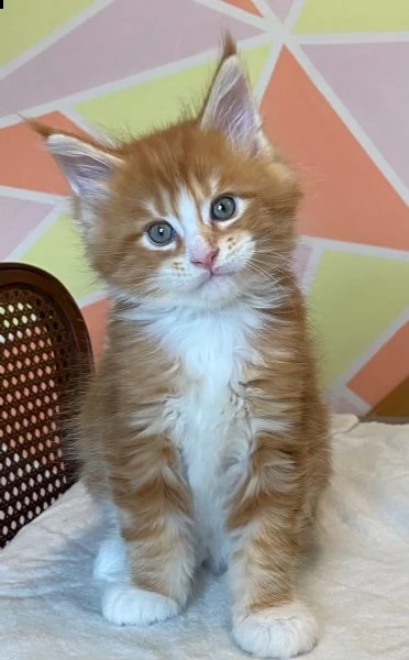maine coon gattini disponibili