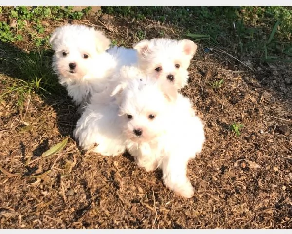 vendita cucciolo cuccioletti di maltese mini