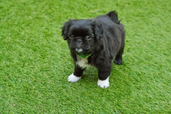 cuccioletto di carlino