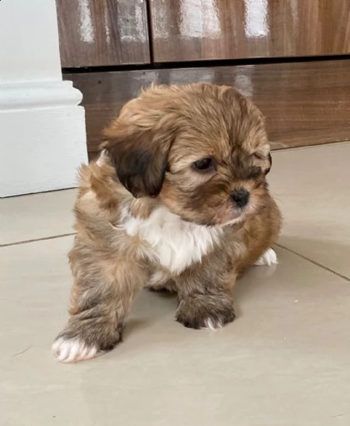 cuccioletto di shitzu