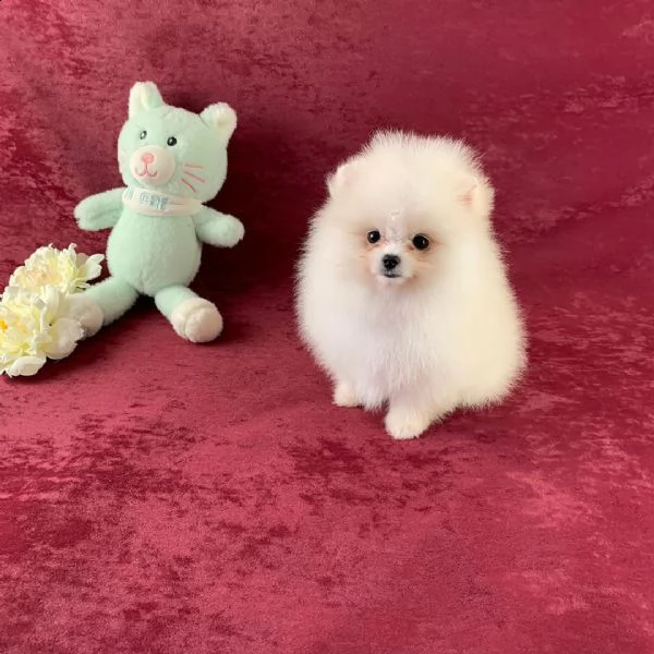 cuccioli pomeranian toy | Foto 0