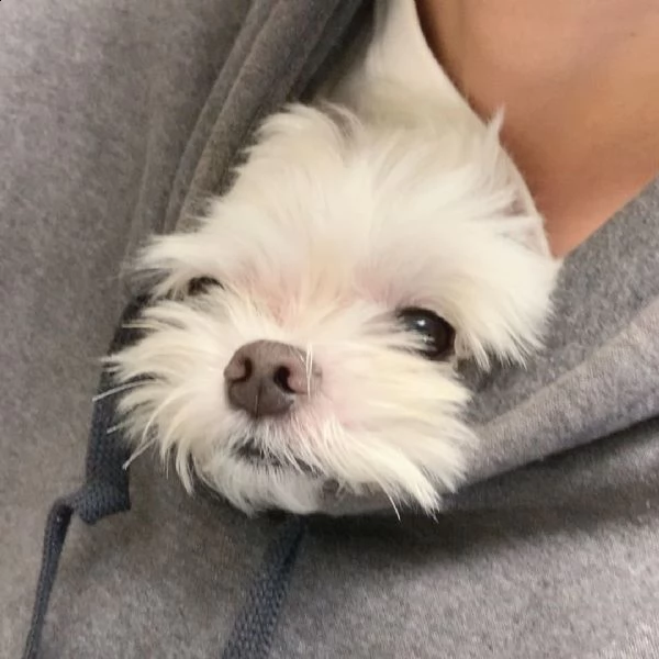  regalo maltese#########