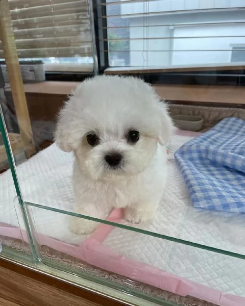 regalo cuccioli maltese mini++++