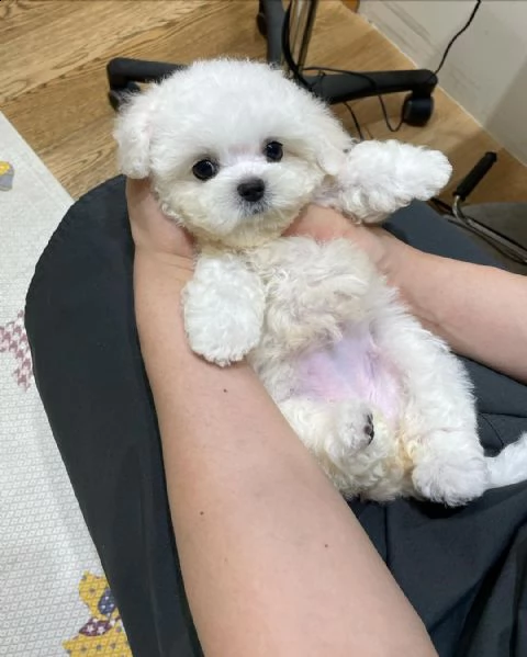 regalo cuccioli maltese mini++++ | Foto 0