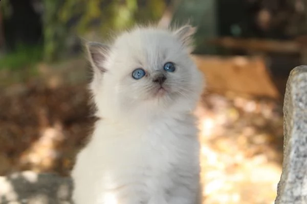 cuccioli ragdoll