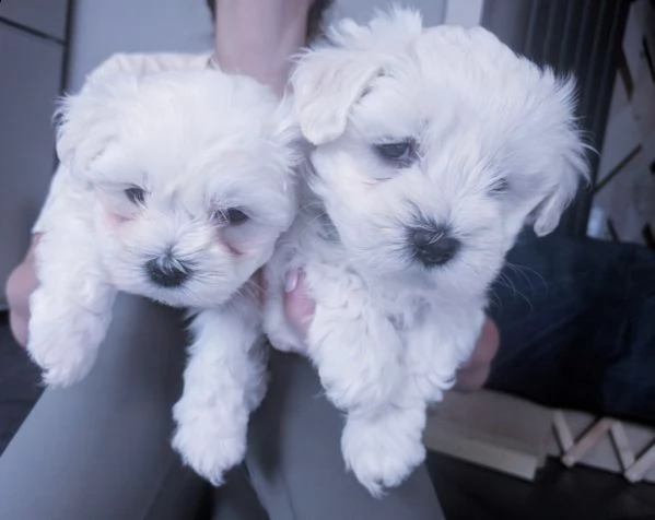 bellissimi cuccioli maltesi con gabbia | Foto 1