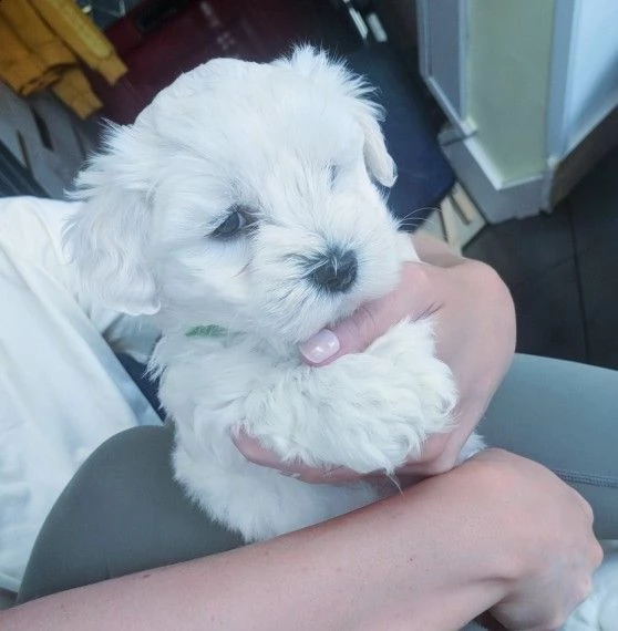 bellissimi cuccioli maltesi con gabbia | Foto 0