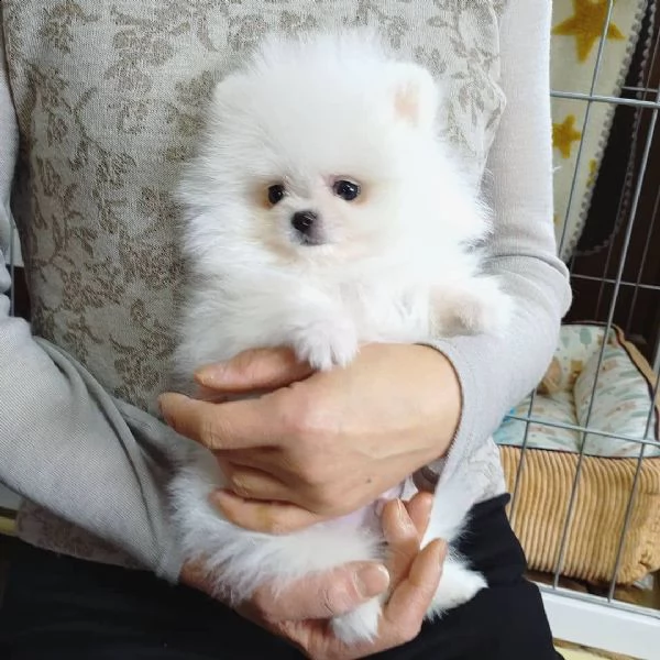valpino pomeranian toy (())