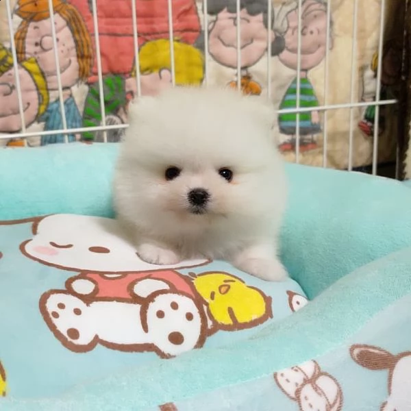 valpino pomeranian toy (()) | Foto 0