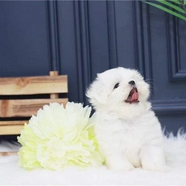 maltese cuccioli toy..()))