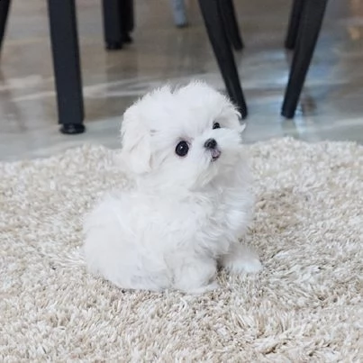 cuccioli maltese toy[at][at](()) | Foto 0