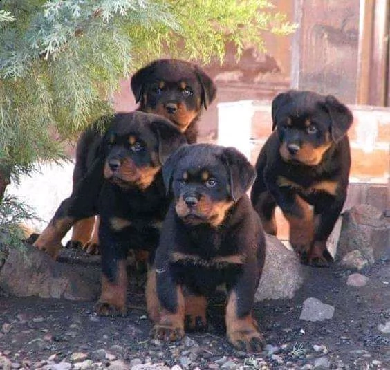cuccioli rottweiler 