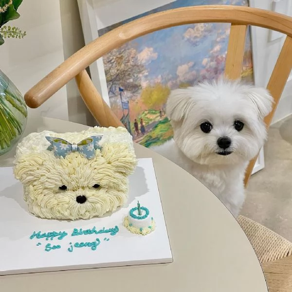 cuccioli maltese toy..